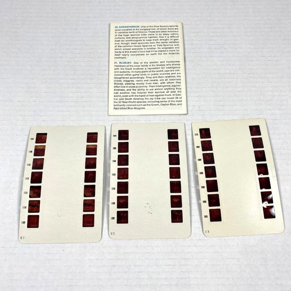 Tru-Vue Film Cards Set of 3 Stereoview Bird Life Ornithology Young Scientist VTG - Picture 2 of 8